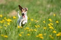 Funny Jack Russell Terrier dog run in a green blooming meadow