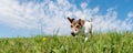 Jack Russell Terrier dog on a meadow in front of blue sky