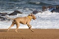 Dog running on deserted beach at sunset Royalty Free Stock Photo
