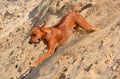 Dog running down sand dune Royalty Free Stock Photo