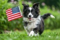 A dog is running in a field with an American flag in its mouth Royalty Free Stock Photo