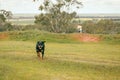 Dog running in field with boy riding bike in background Royalty Free Stock Photo