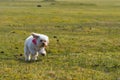 Dog running in field Royalty Free Stock Photo