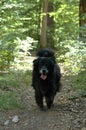 Dog running in the forest Royalty Free Stock Photo