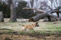 Dog running free on the farm wearing an orange collar Royalty Free Stock Photo