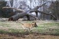 Dog running free on the farm wearing an orange collar Royalty Free Stock Photo