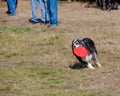 Dog running with frisbee