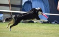 Dog is running with frisbee on frisbee competition.