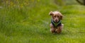 Dog running on green grass Royalty Free Stock Photo