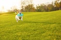 Dog running on green grass
