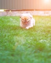 Dog running and jumping at the green grass