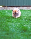 Dog running and jumping at the green grass