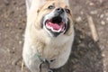 dog running with open mouth, white teeth and tongue visible in mouth, dog scaring concept Royalty Free Stock Photo