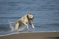 Dog running out of San Francisco Bay 1 Royalty Free Stock Photo