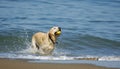 Dog running out of San Francisco Bay 4 Royalty Free Stock Photo