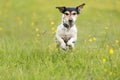 Dog running over dripping wet meadow - jack russell terrier seven years old Royalty Free Stock Photo