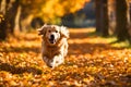 Dog running over yellow dry leaves. Royalty Free Stock Photo