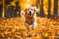 Dog running over yellow dry leaves. Royalty Free Stock Photo
