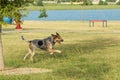 Dog running in a park, with front paws in the air