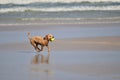 Dog running on the beach