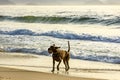 Dog running and playing on the edge of Ipanema beach Royalty Free Stock Photo