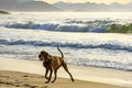 Dog running and playing on the edge of Ipanema beach Royalty Free Stock Photo