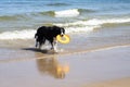 Dog running retrieving a toy in the sea Royalty Free Stock Photo