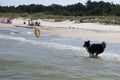 Dog running retrieving a toy in the sea Royalty Free Stock Photo