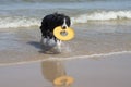 Dog running retrieving a toy in the sea Royalty Free Stock Photo