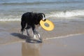 Dog running retrieving a toy in the sea Royalty Free Stock Photo