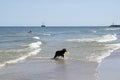 Dog running retrieving a toy in the sea Royalty Free Stock Photo