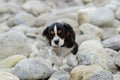 Dog among the rocks Royalty Free Stock Photo