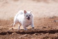 Dog running on sand Royalty Free Stock Photo