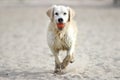 Dog running on sand Royalty Free Stock Photo