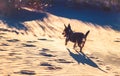 Dog running through sand Royalty Free Stock Photo