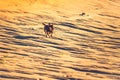 Dog running through sand Royalty Free Stock Photo