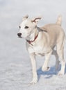 Dog running in the snow Royalty Free Stock Photo