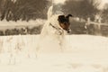 Dog running in snow Royalty Free Stock Photo