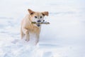 Dog running through the snow in winter