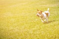 Dog running with a stick in the mouth is playing Royalty Free Stock Photo