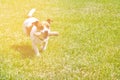 Dog running with a stick in the mouth is playing