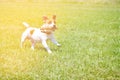 Dog running with a stick in the mouth is playing