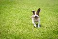 Dog running with a stick in the mouth is playing Royalty Free Stock Photo
