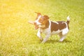 Dog running with a stick in the mouth is playing