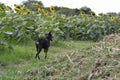 The dog is running in the sunflowers farm
