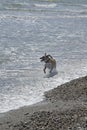 Dog running in Surf Royalty Free Stock Photo