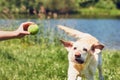 Dog running for tennis ball Royalty Free Stock Photo