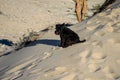 Dog running on Valdevaqueros Dune