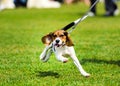 The dog running on a walk. Fitness, sport, people and jogging concept