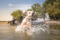 Dog running in water